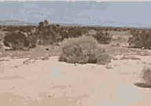 tumbleweed.gif