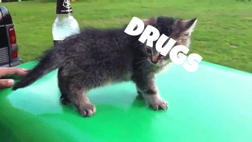 tumblr_mee4h9ACjf1r1nr2ko1_r1_500.gif