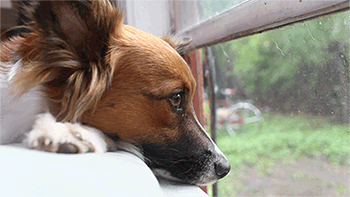 tumblr_o2vrdqOk9B1v8uqeqo1_400.gif