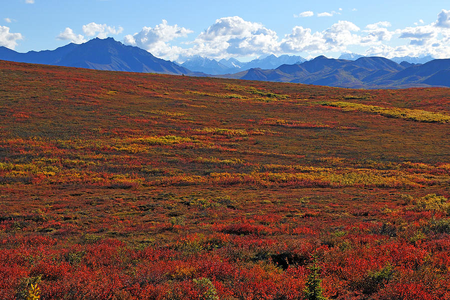 tundra-carpet-alan-lenk.jpg