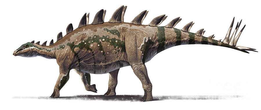 tuojiangosaurus-multispinus-dinosaur-roman-garcia-mora_c6ba.jpg