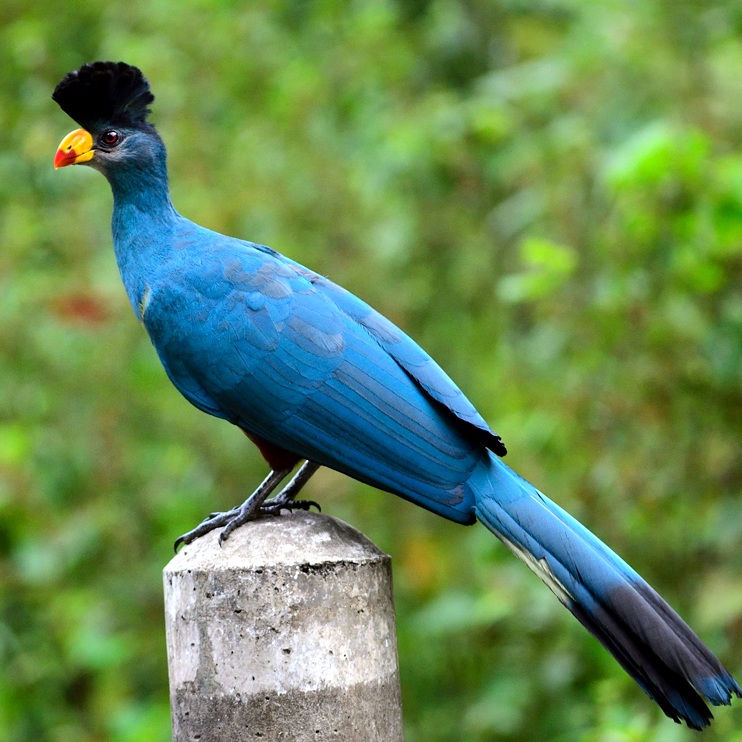 turaco_great_blue_NyengweF-Rwanda_PHolmen.jpg