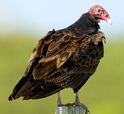 Turkey Vulture.jpg