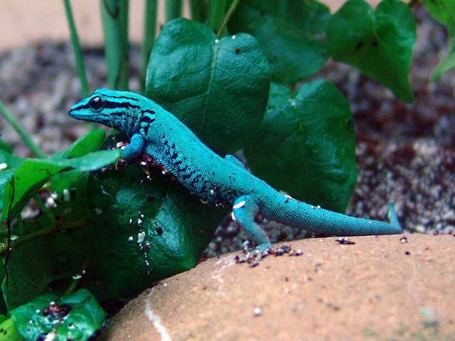 Turquoise Dwarf Gecko (macho).jpg