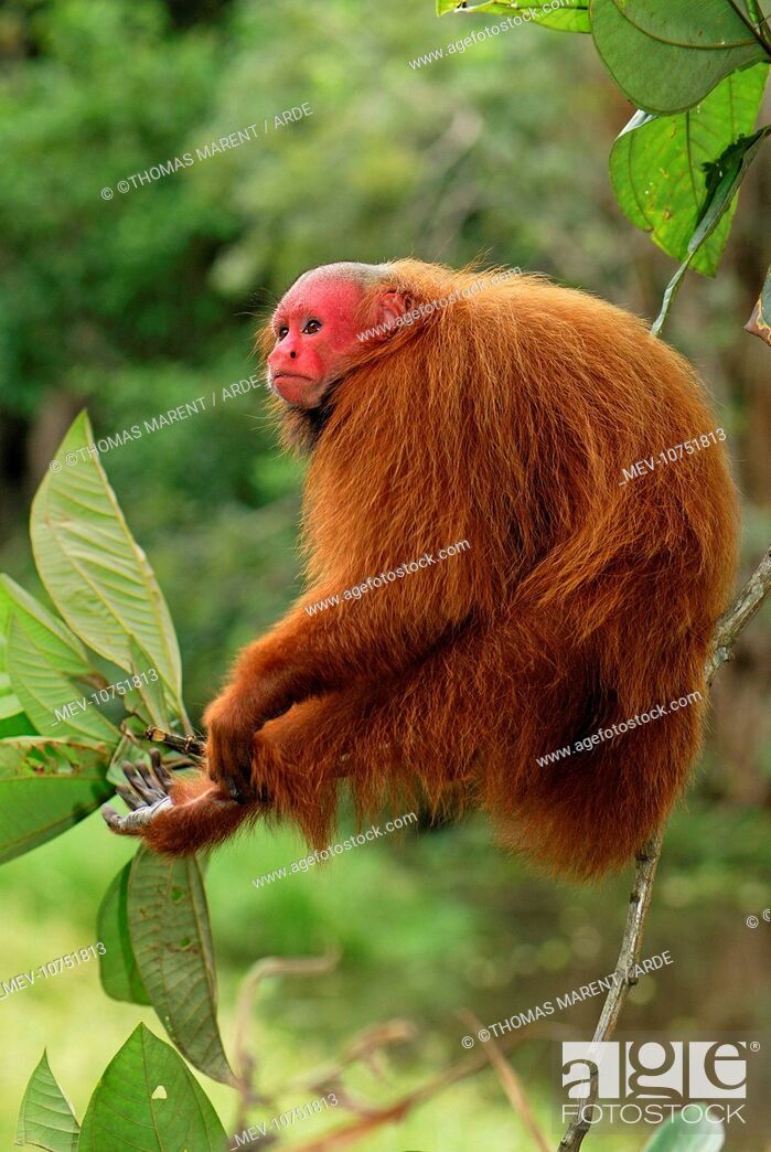 uakari.jpg