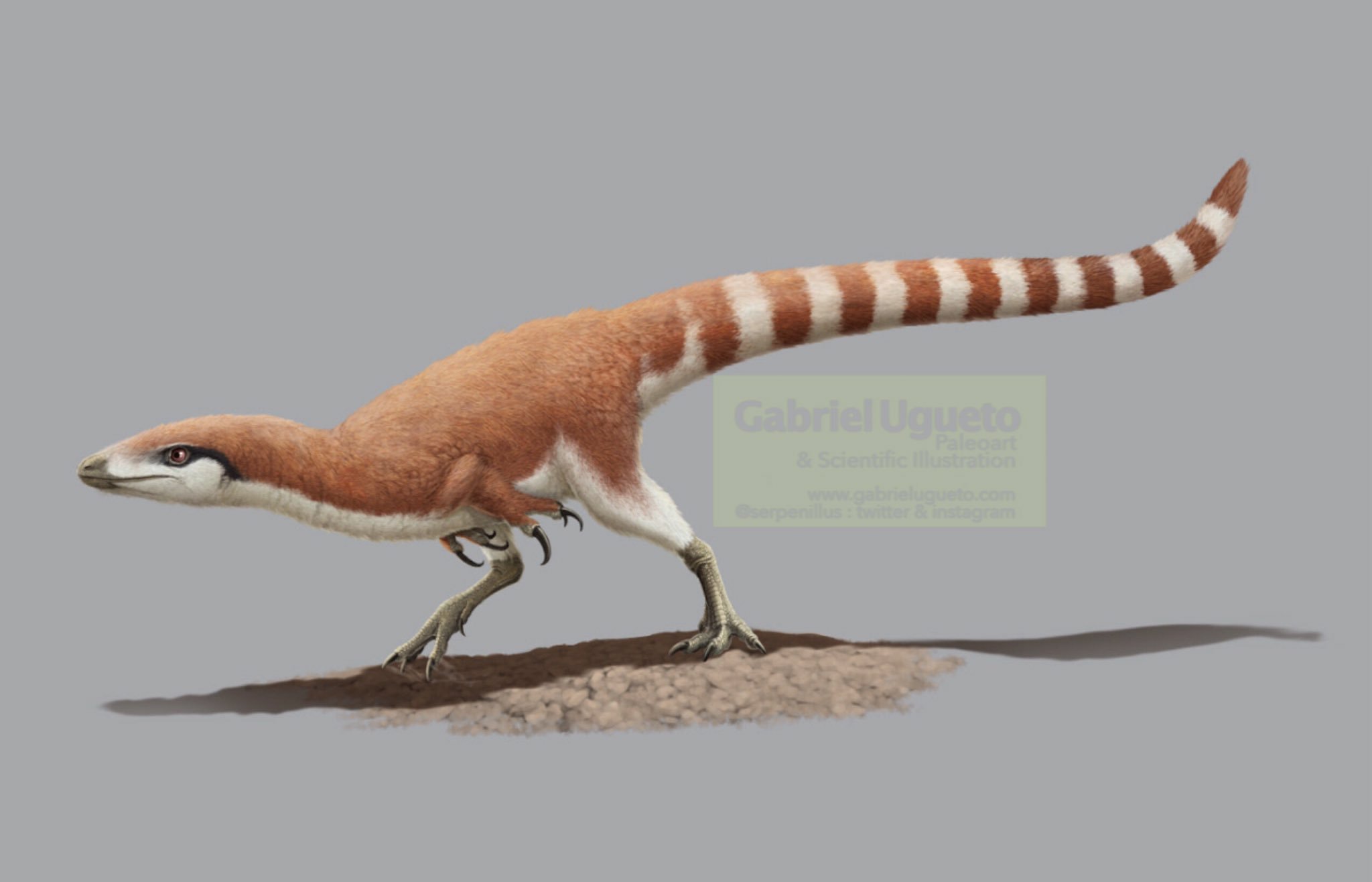 ugueto-sinosauropteryx.jpg