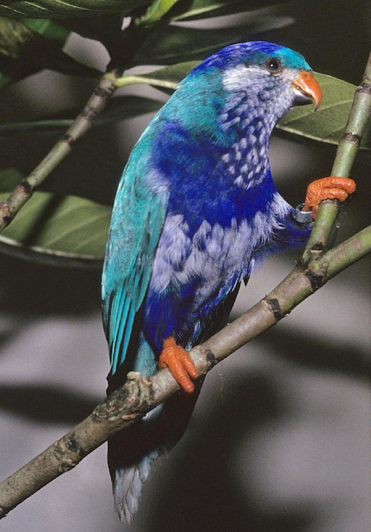 Ultramarine lorikeet.jpg
