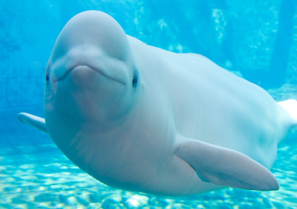 una-beluga-parece-haber-aprendido-a-expresarse-como-los-delfines.jpg