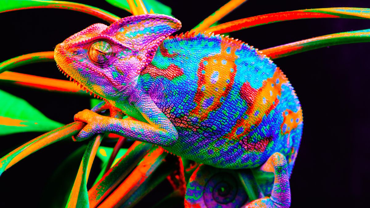 une-cameleon.jpeg