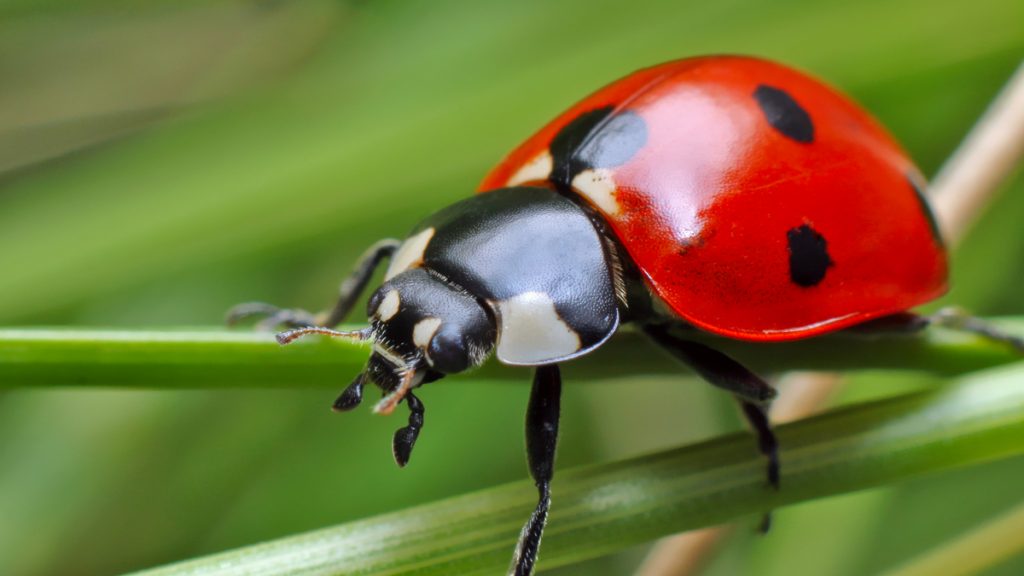 une-coccinelle-1-1024x576.jpg