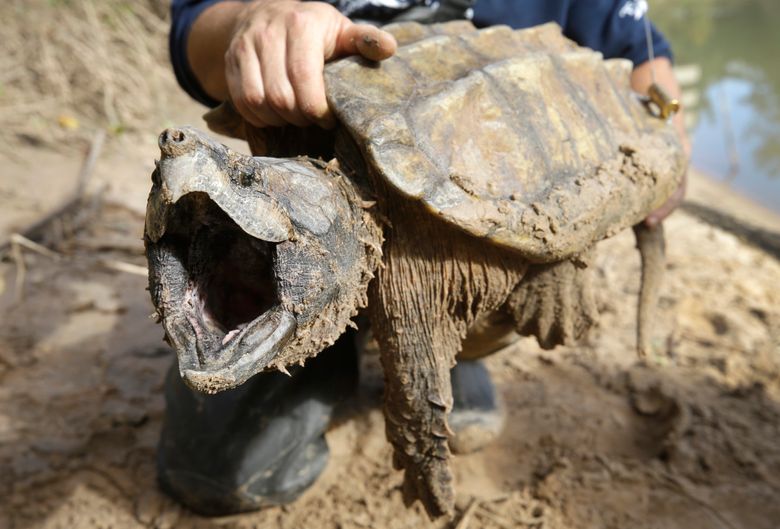 urn-publicid-ap-org-bd236f66da0ffd11fd46aa42ccc505d3Alligator_Snapping_Turtle_65557.jpg