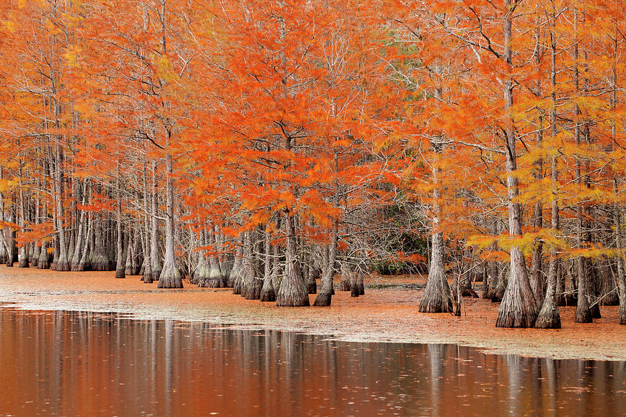 usa-georgia-jekyll-island-driftwood-joanne-wells.jpg
