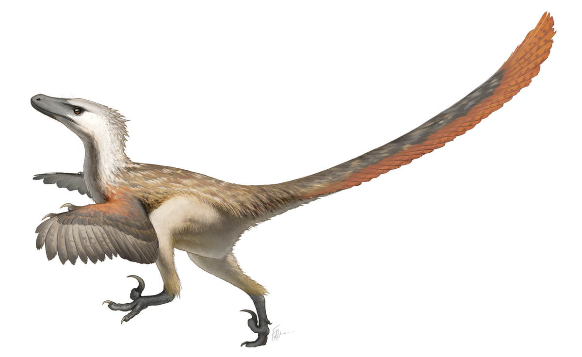 Velociraptor_Restoration.png