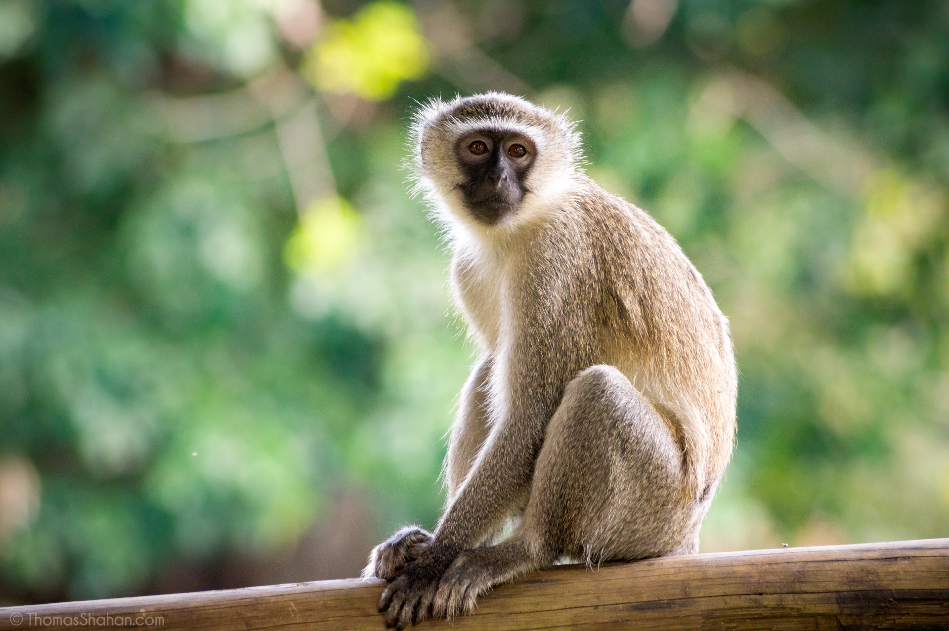 Vervet_Monkey_(Chlorocebus_pygerythrus).jpg