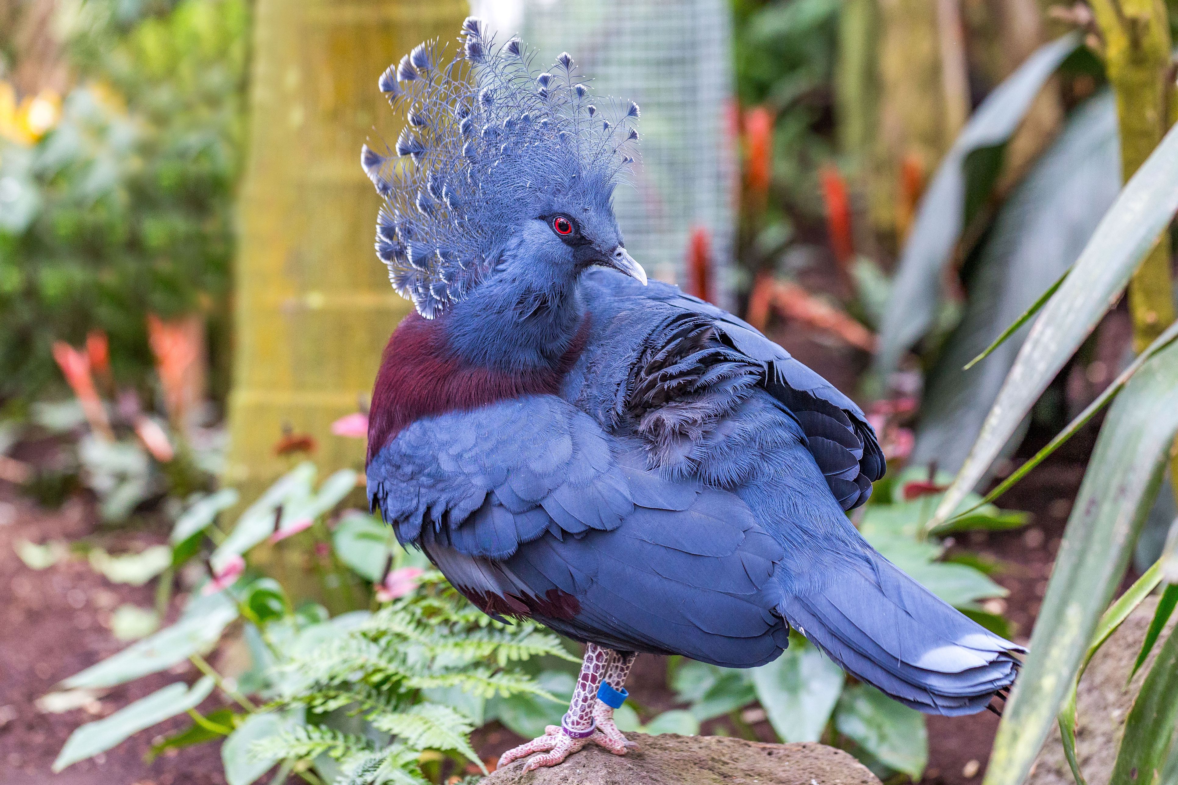 Victoria Crowned Pigeon.jpg
