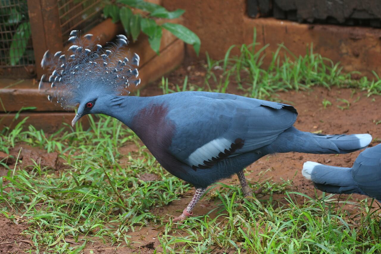 Victoria-crowned-pigeon.jpg