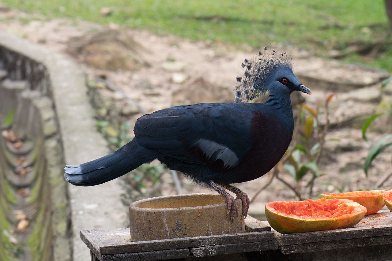 Victoria_Crowned_Pigeon_(24703160080).jpg