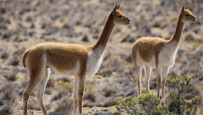 vicuna.jpg