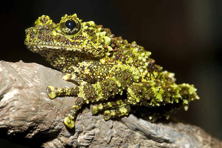 Vietnamese-Mossy-Frog.jpeg