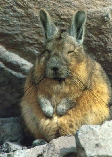 viscacha 2.jpg