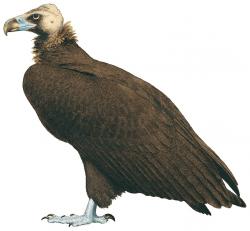 vulture1.jpg