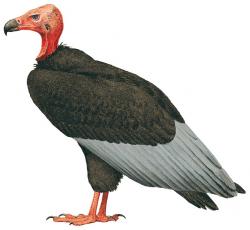 vulture12.jpg