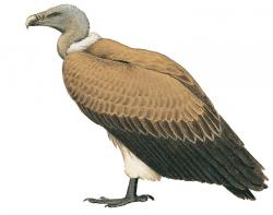 vulture5.jpg