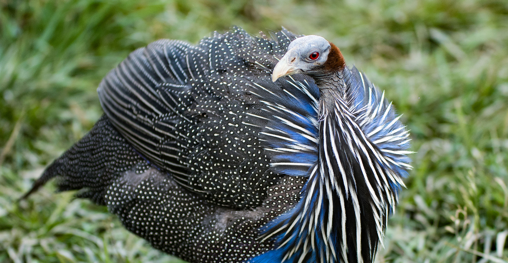 vulturine-guineafowl.jpg