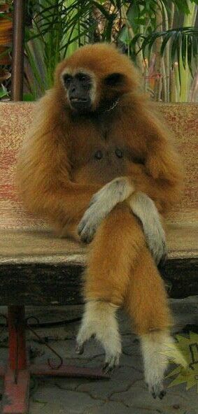 waiting gibbon.jpg
