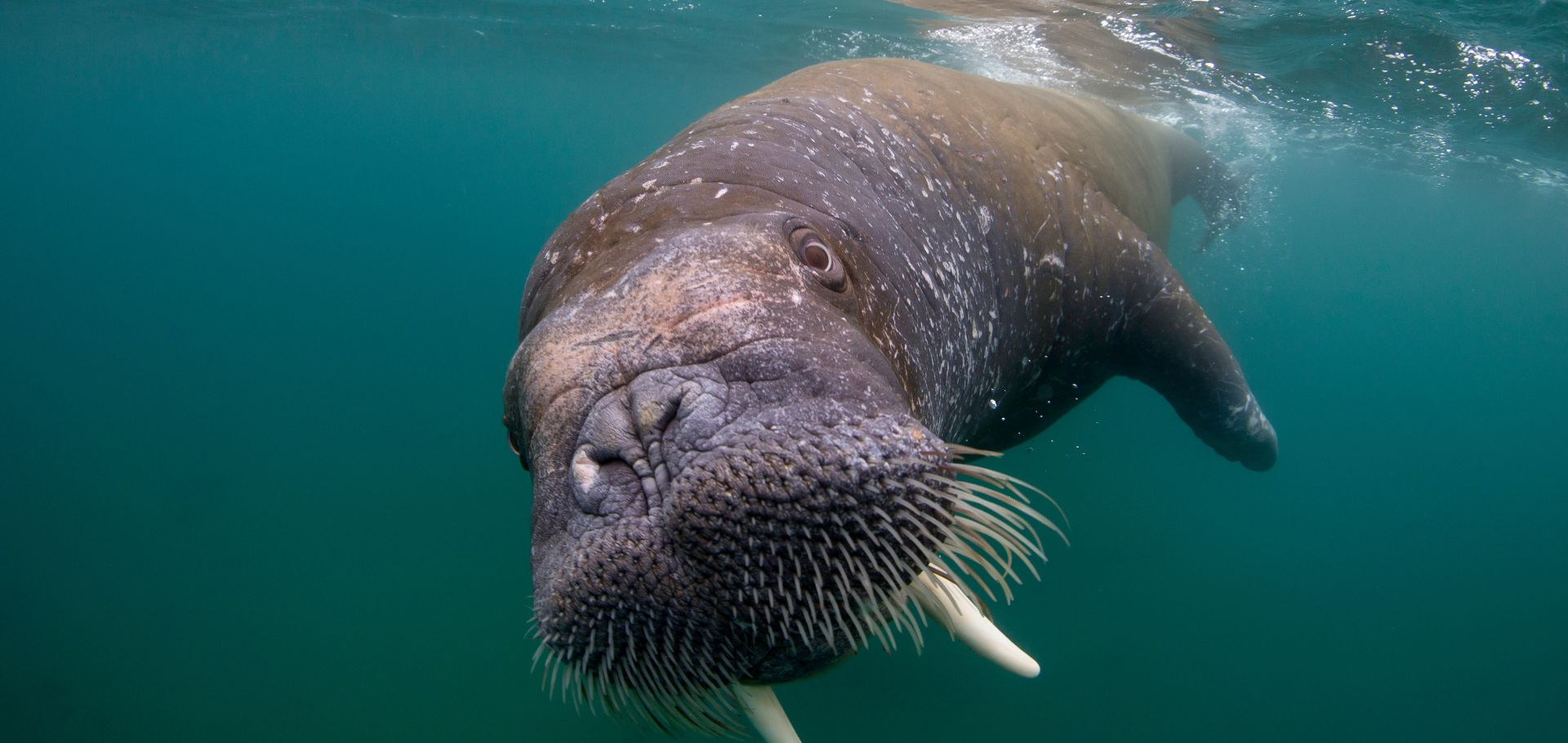 Walrus-Cover.jpg