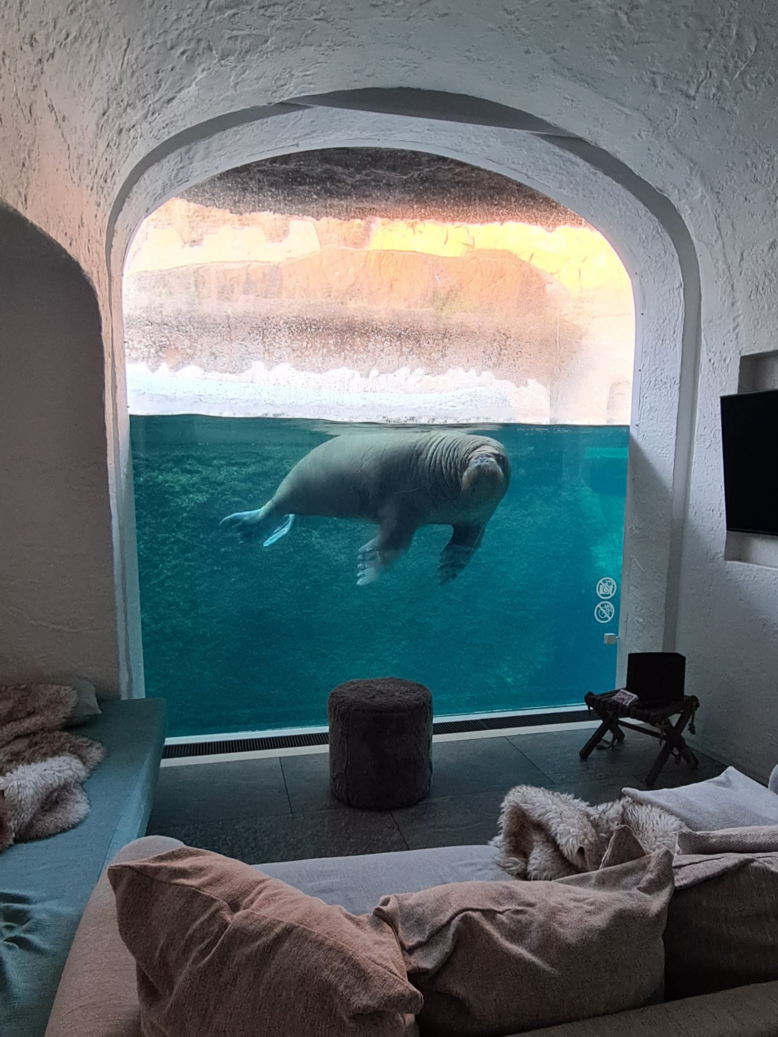 Walrus.jpeg
