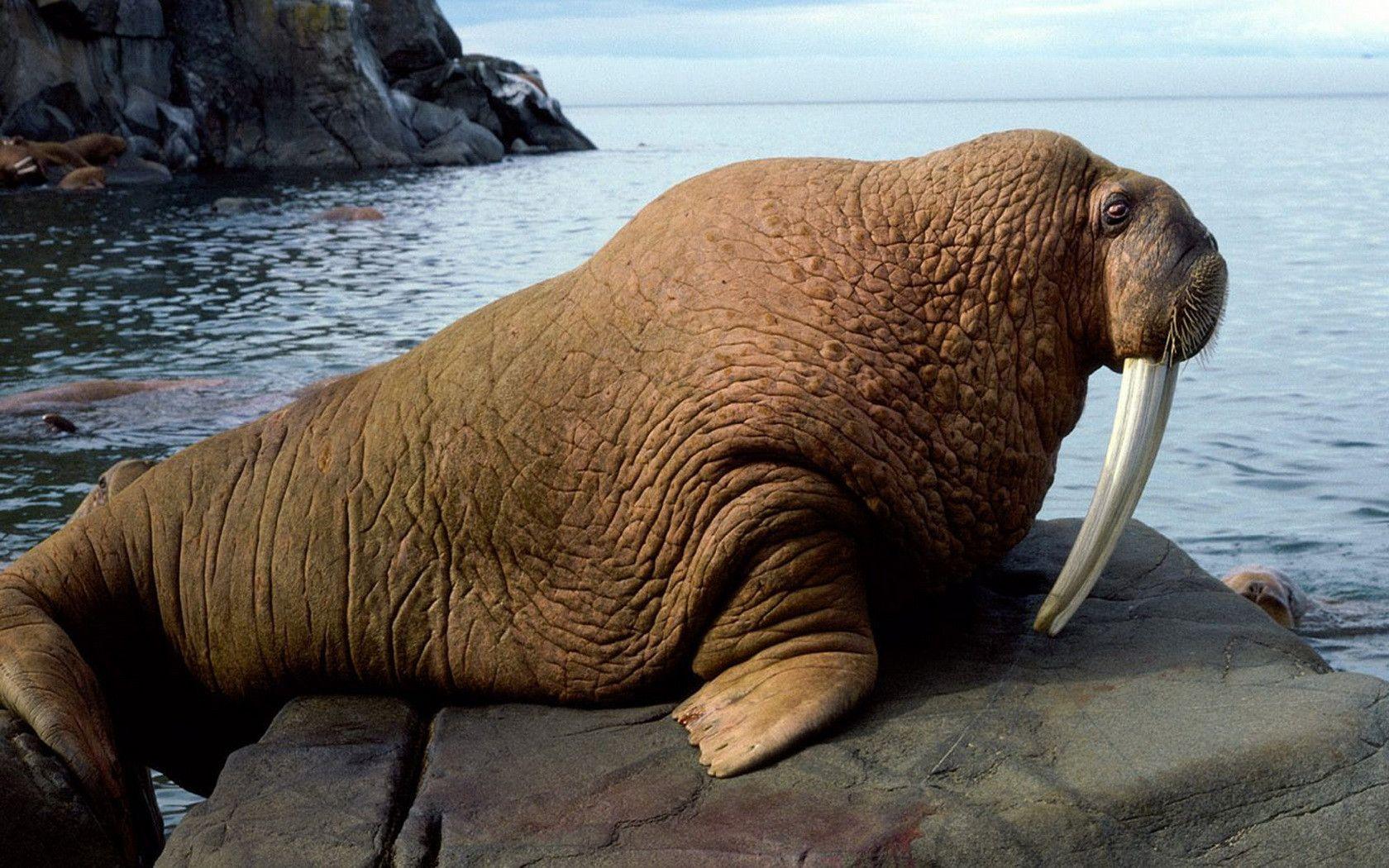 walrus.jpg