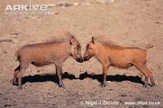 warthog1.jpg