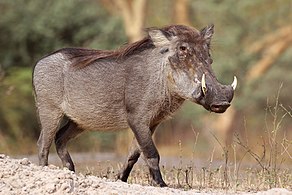 warthog2.jpg
