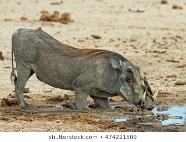 warthog3.jpg