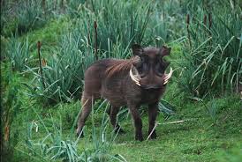 warthog4.jpg