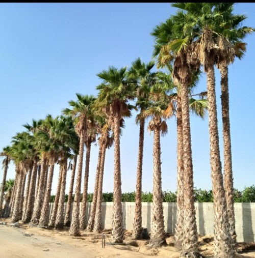 washingtonia-robusta-4.jpg