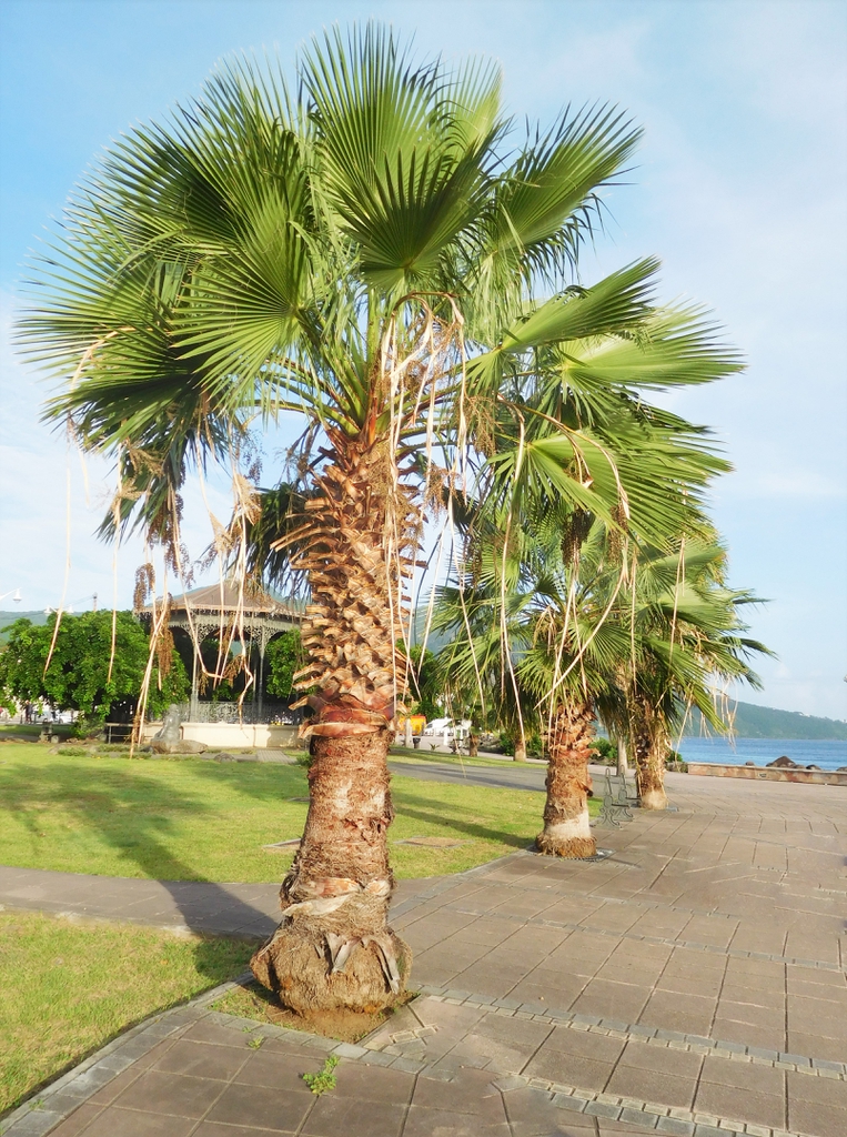 Washingtonia_robusta_4DoLVOprwryQ.jpe
