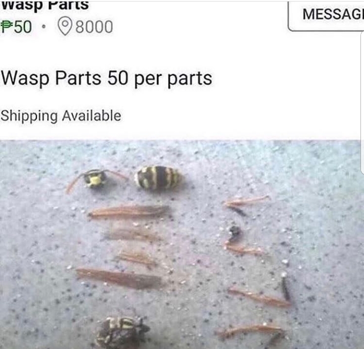 wasp.jpg