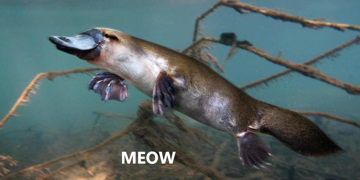 watercat.jpg