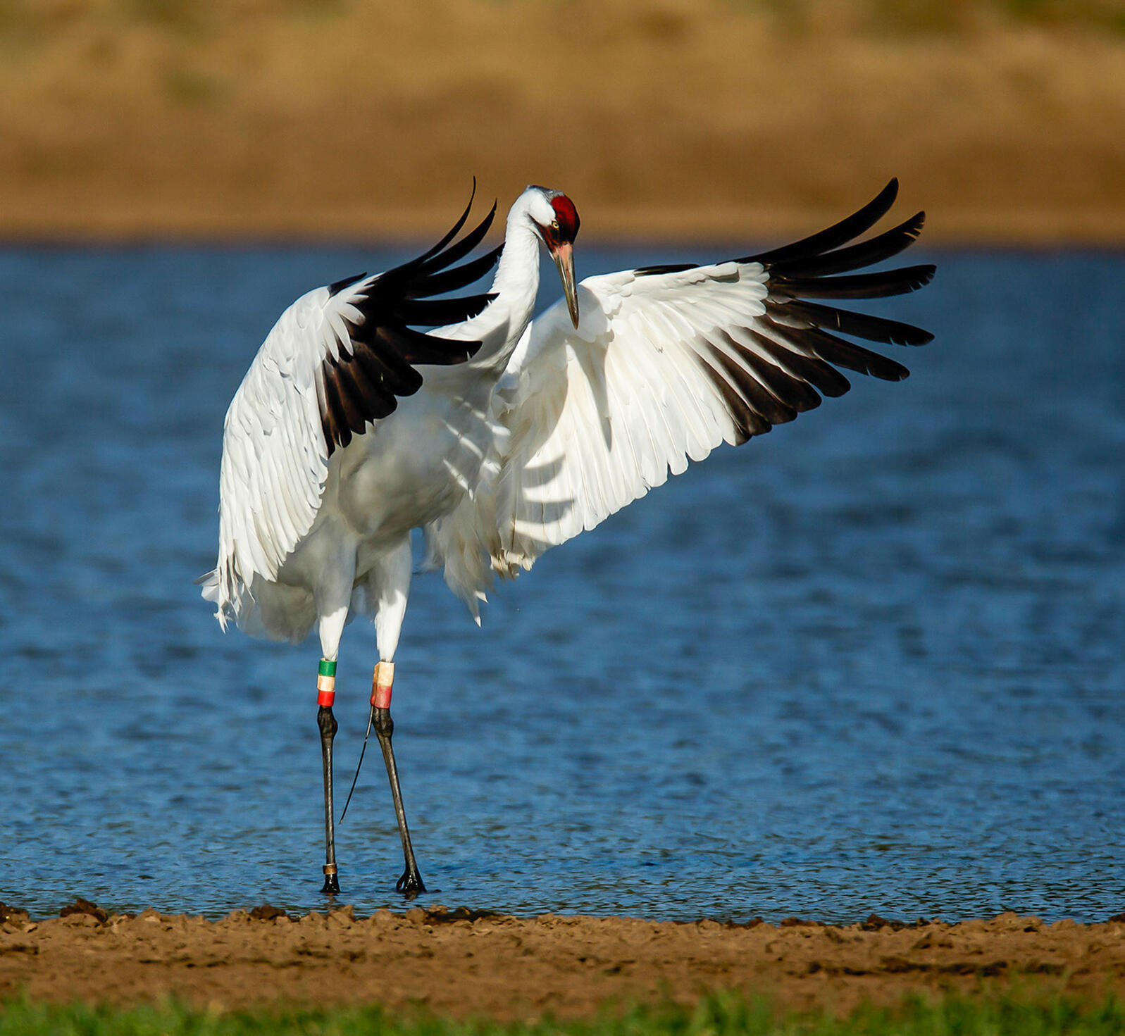 web_apa_2015_karenwilles_282272_whooping_crane_kk.jpg