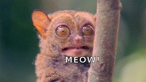 weirdcat.jpg