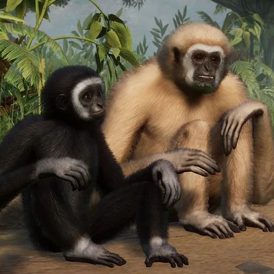 Weißhand Gibbon.jpg