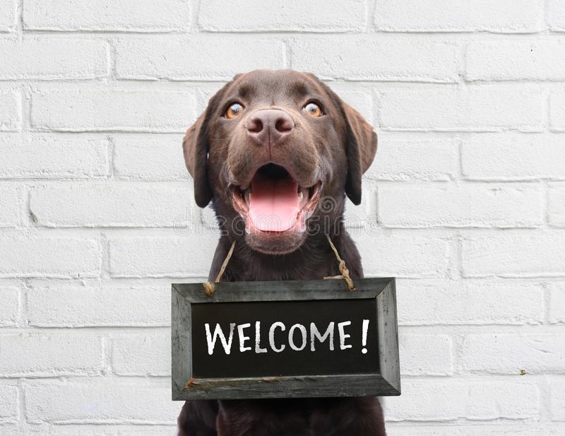 welcome cat.jpg