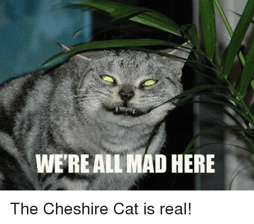 wereall-mad-here-the-cheshire-cat-is-real-25620327.png