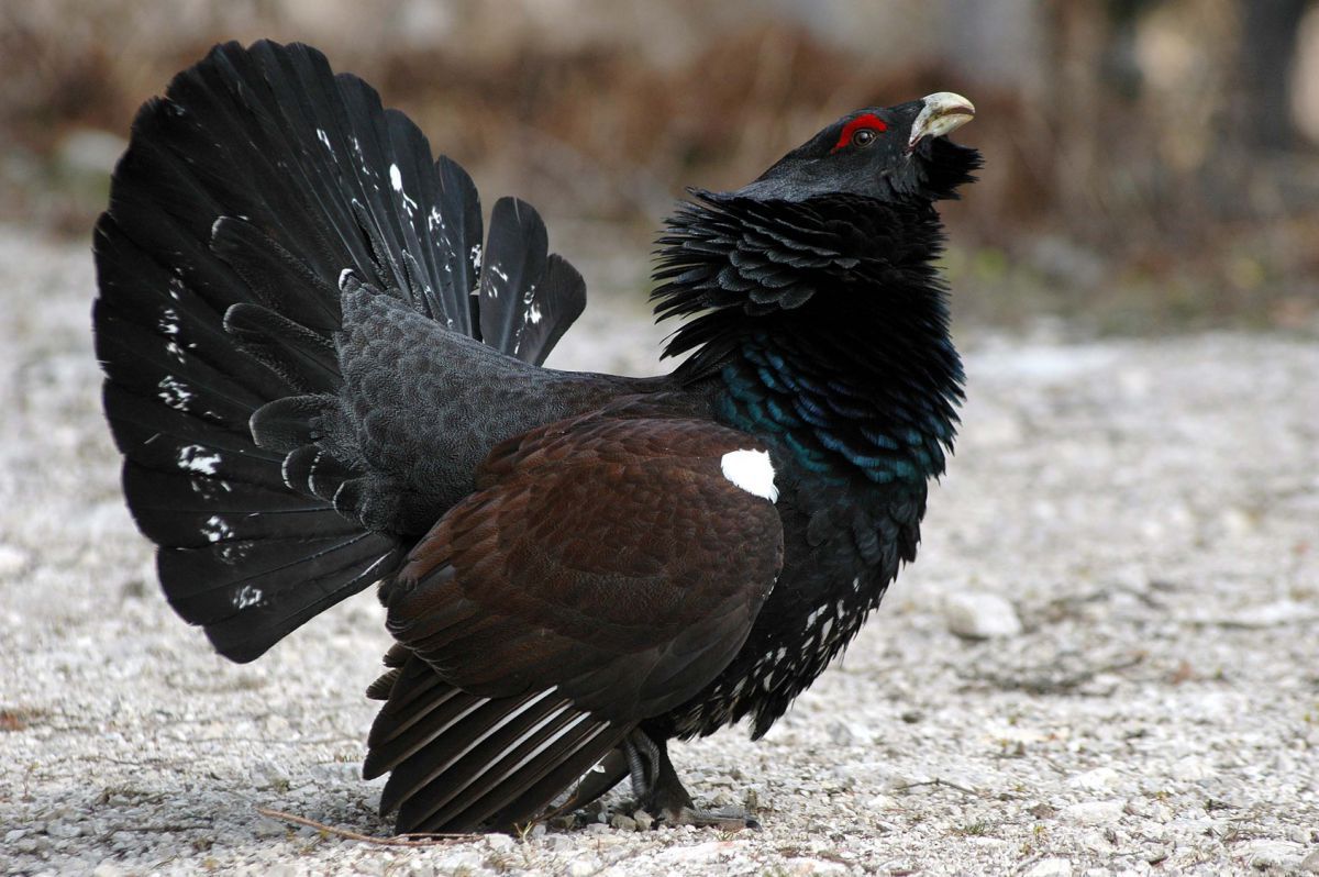 westerm-capercaillie.jpeg