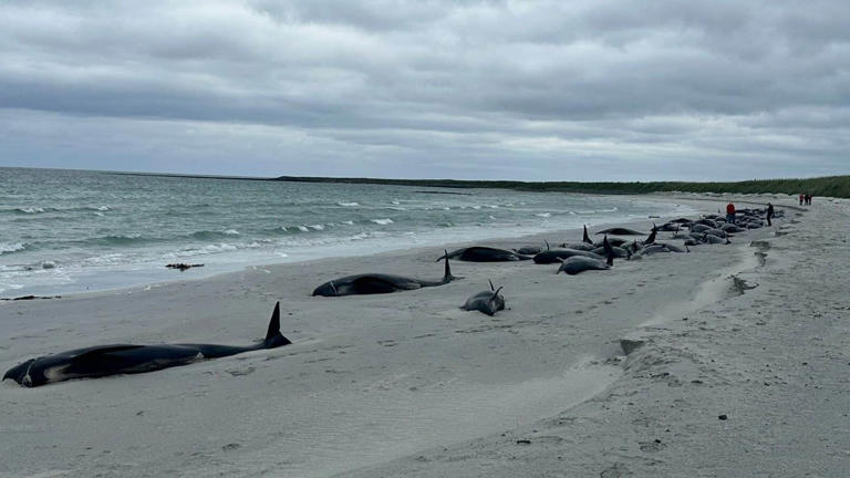 whales.jpg