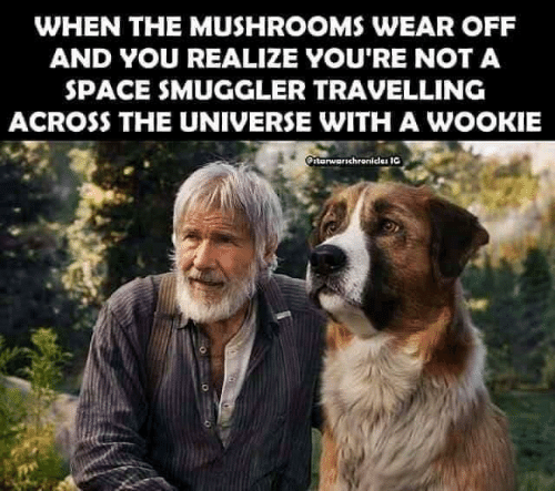 when-the-mushrooms-wear-off-and-you-realize-youre-not-66129689.png