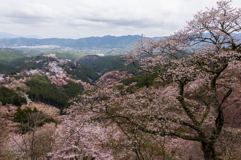 Where-to-see-cherry-blossom-in-Japan-by-Pixelicious-018-800x533.jpg