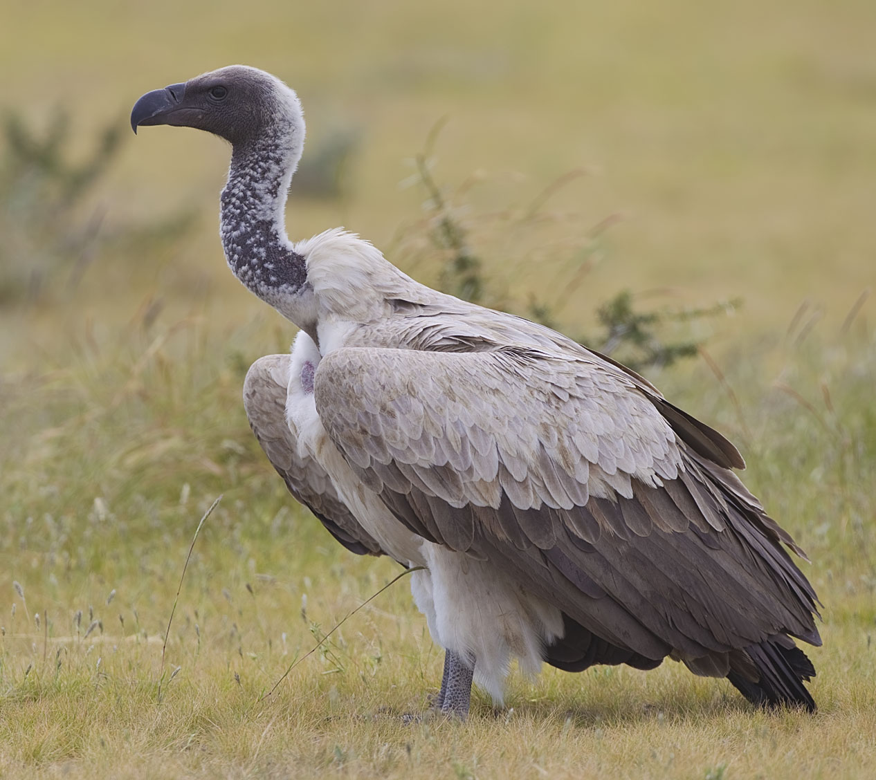 white backed vulture.jpg
